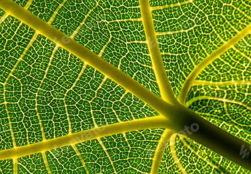 Preview: Backlit Figleaf