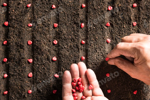 Preview: Planting seeds