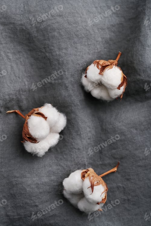 Preview: Cotton flower