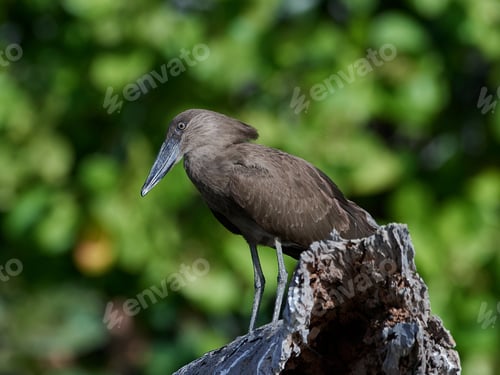 Preview: Hamerkop (Scopus umbretta)