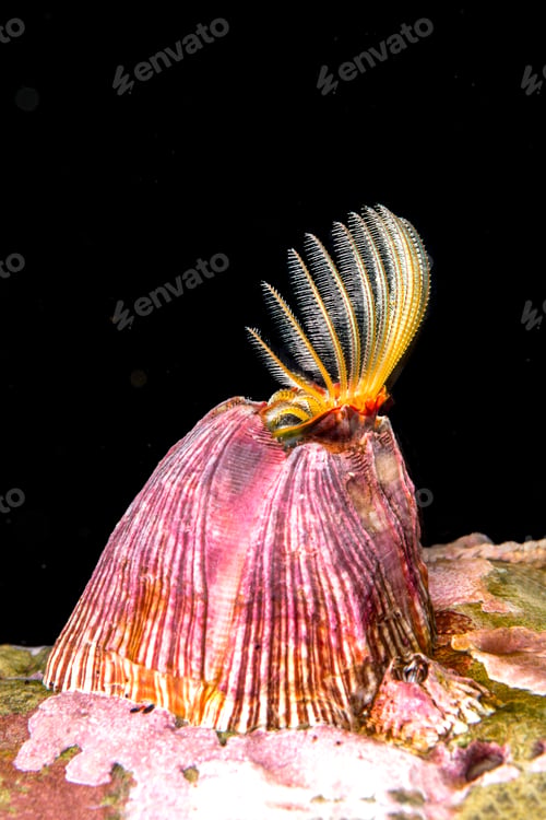 Preview: Feeding barnacle in California
