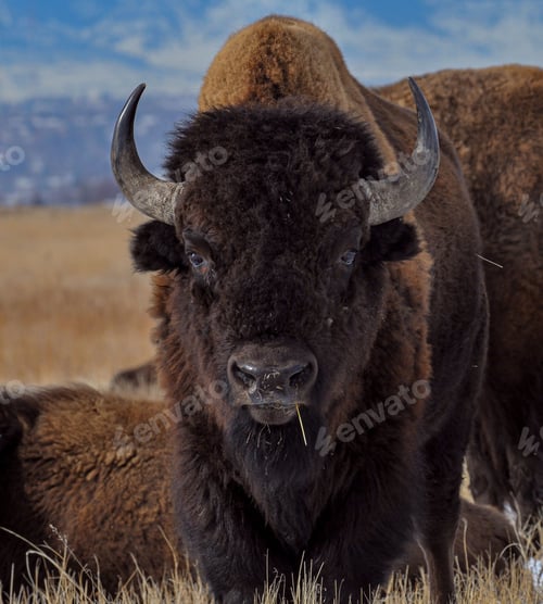 Preview: American bison standing and looking at camera