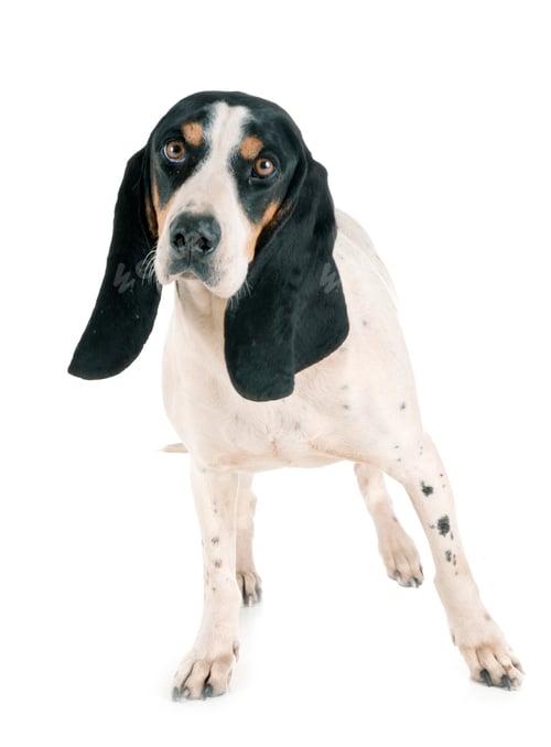 Preview: bernese Schweizer Laufhund