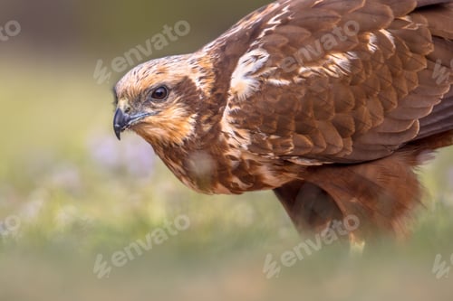 Preview: Marsh harrier female close up