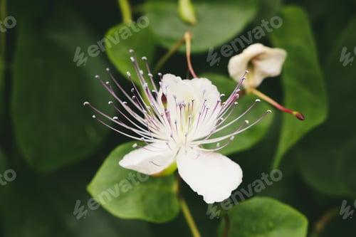 Preview: Green nature background white flower with stamen close up spring season blossom