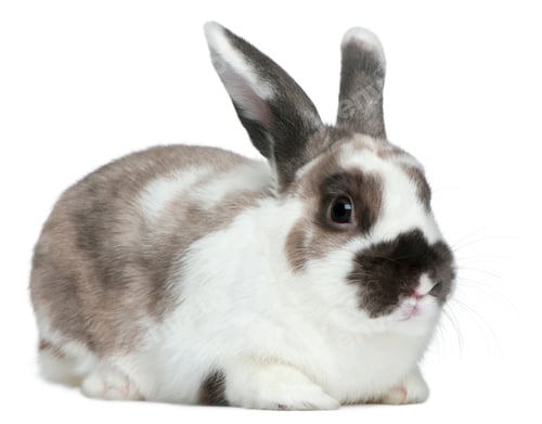 Preview: Rabbit in front of white background