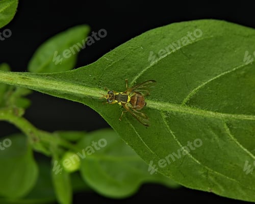 Preview: Bactrocera dorsalis