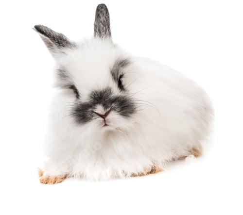 Preview: White rabbit