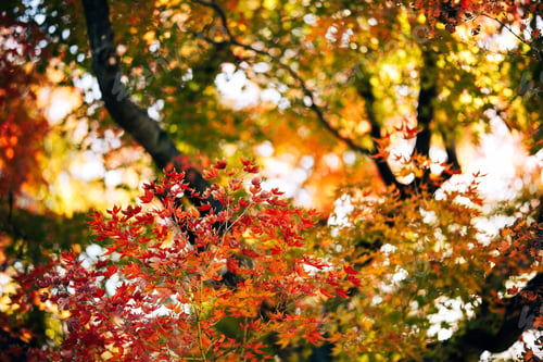 Preview: beautiful autumn day with the sun shining through the trees. The leaves bright orange