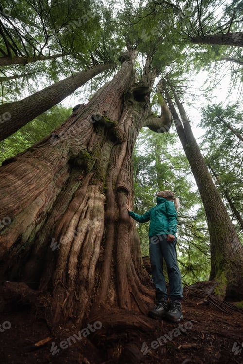 Preview: Adventurous Caucasian Girl standing by the Big Cedar Tree in the forest
