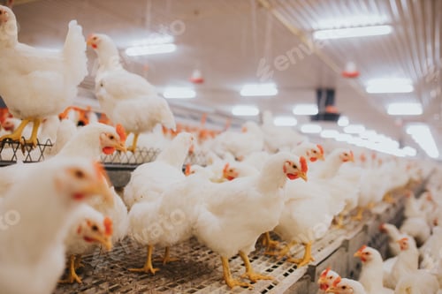 Preview: Selective focus shot of indoors chicken farm, chicken feeding