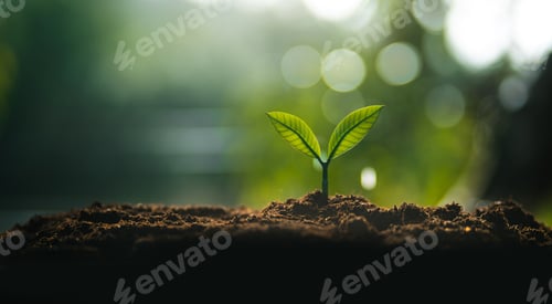 Preview: Eco concept,Perfect young tree on the ground with natural light and green background.