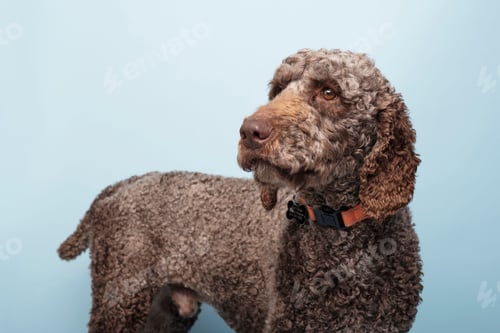 Preview: Labradoodle wearing a black collar with a leash