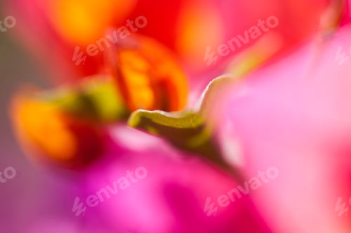 Preview: Abstract pink floral macro background, Beautiful flower background, Abstract flower background.