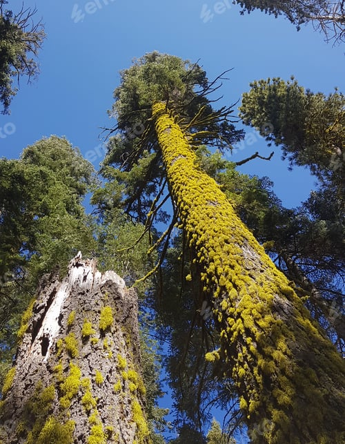 Preview: Low angle view on the pine tree covered in moss