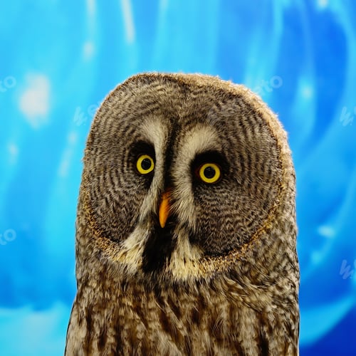 Preview: Great Grey Owl