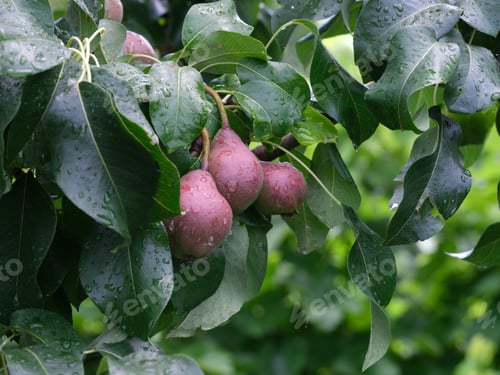 Preview: Young pears on a tree after rain