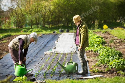 Preview: Two people working watering small seedling plants in a vegetable garden.