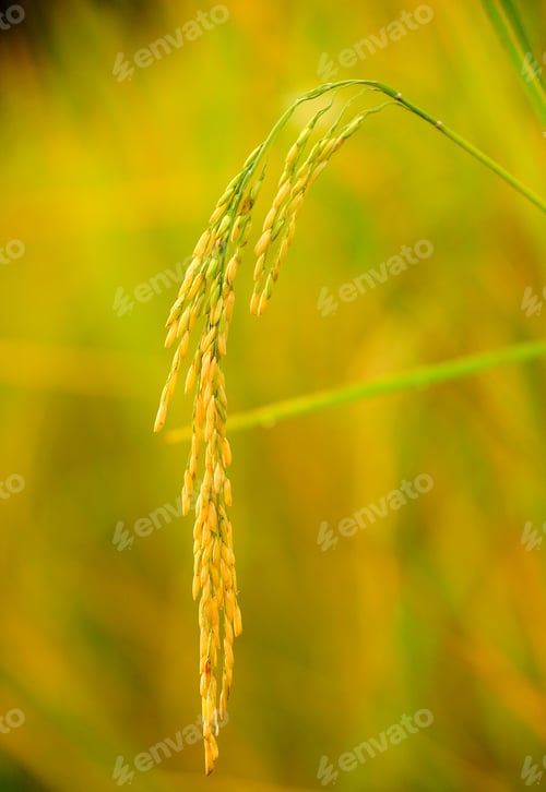Preview: Rice field