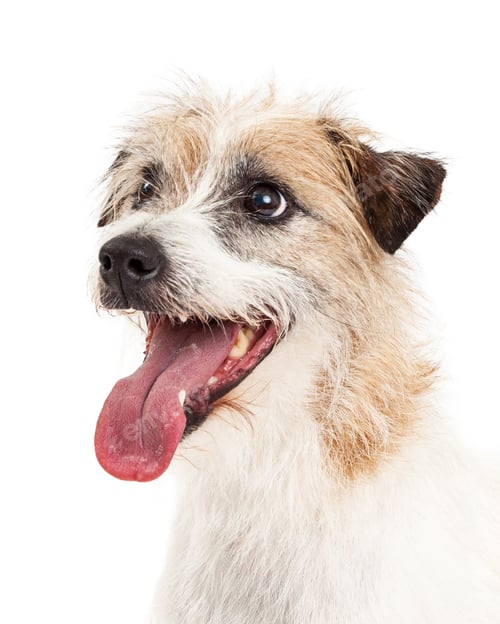 Preview: Profile Head Shot of Jack Russell Terrier Dog