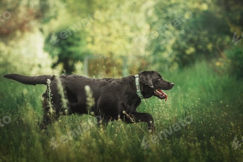 Preview: Labrador Retriever Dog breed on the field. Dog running on the green grass. Active dog outdoor.