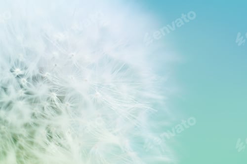Preview: Macro shot of dandelion seeds in soft pale blue green pastel colors