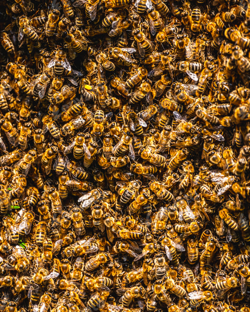 Preview: A swarm of European honey bees clinging to a bee queen on a bush