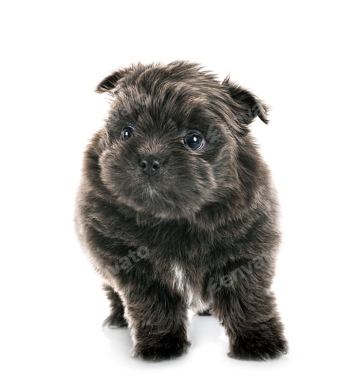 Preview: puppy shih tzu in studio
