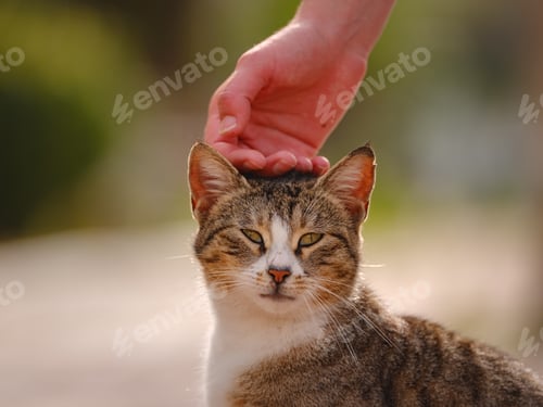 Preview: Street cats of Turkey country