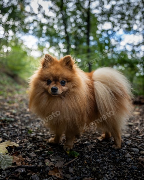 Preview: Vertical shot of a charming Pomeranian dog in a woodland setting