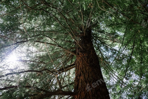 Preview: Giant redwood tree view from below to the sky through the branches.