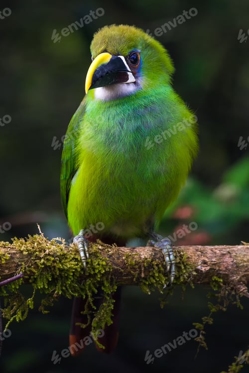 Preview: Portrait of green toucan on a branch