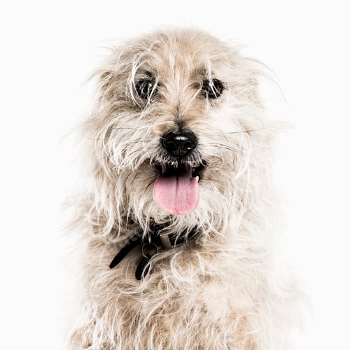 Preview: Crossbreed dog isolated on white