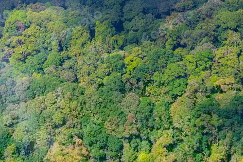 Preview: Scenic forest of fresh green deciduous trees framed by leaves, with the sun casting its warm rays