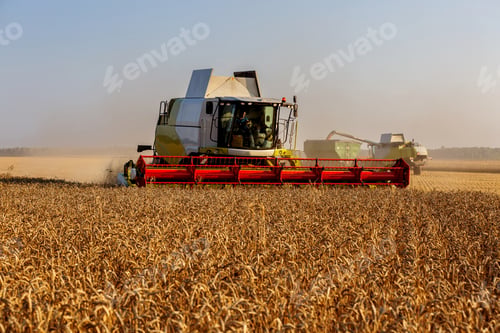 Preview: harvesting wheat with a combine in the field