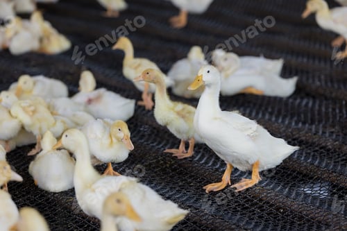 Preview: Adorable little white duck in farm