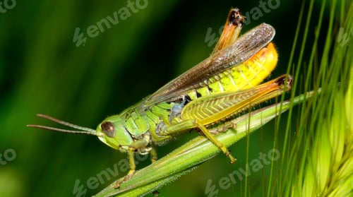 Preview: Grasshopper, Sierra de Guadarrama National Park, Spain