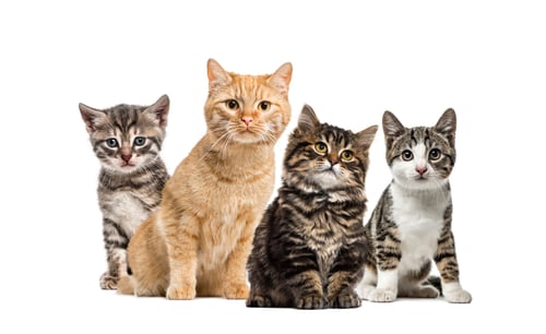 Preview: American Polydactyl kitten, European cat, kitten domestic cat, Striped mixed-breed kitten