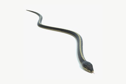 Preview: Eastern Garter Snake - Slithering Reptile