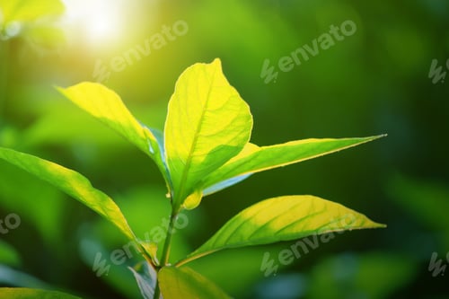 Preview: nature