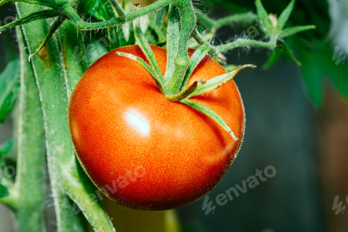 Preview: Growing Organic Tomato Closeup. Ripe Red Homegrown Tomato In Veg