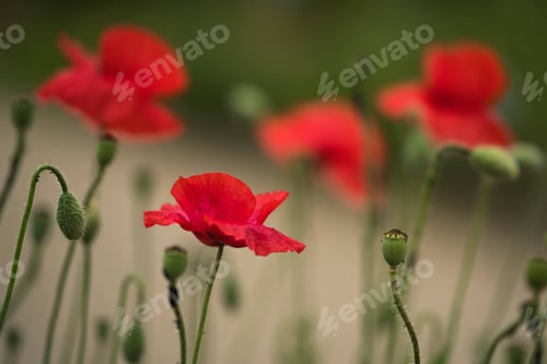 Preview: Poppy flower *nominated*