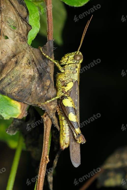 Preview: grasshopper
