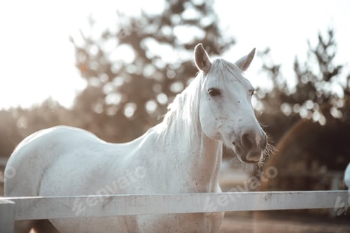 Preview: action active adult adventure american animal arab arabian artistically back background beautiful be