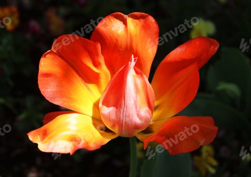 Preview: Macro photography of a tulip flower