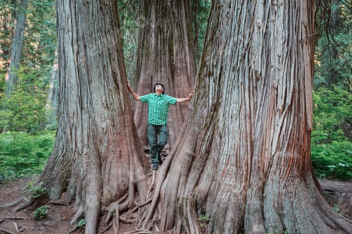 Preview: Redwoods