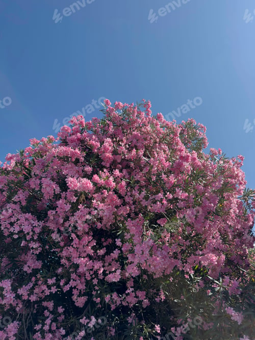 Preview: Pink oleander bush in bloom under clear blue summer sky