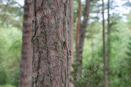 Preview: A bird on a tree in the forest or woods