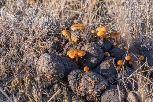 Preview: Mushrooms grow on a manure