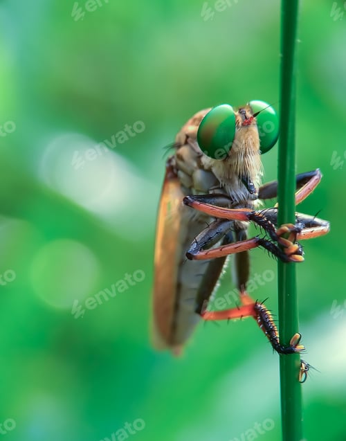 Preview: asilidae, robber fly, nature background photo